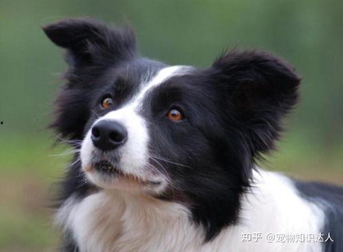 边牧可以吃玉龙瓜吗视频,揭秘狗狗美食新选择