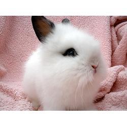 宠物兔吃瓜的视频大全,瓜果盛宴欢乐多