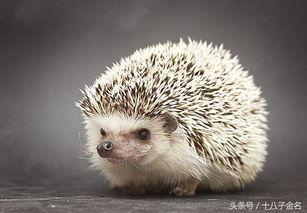 刺猬吃瓜完整视频