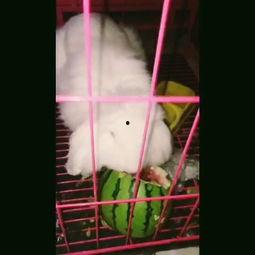 大白猪吃瓜的视频大全,萌态十足视频大全