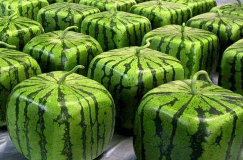 吃瓜视频都是哪里找的,吃瓜视频的来源大揭秘