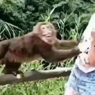 猴子博主吃瓜视频在线观看,在线观看的趣味时光