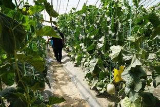 洛城吃瓜视频,揭秘娱乐圈幕后风云