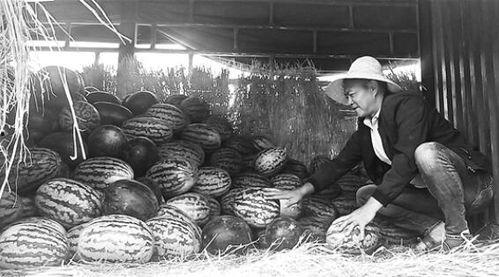 宁河吃瓜群众事件视频曝光,视频曝光揭示惊人真相