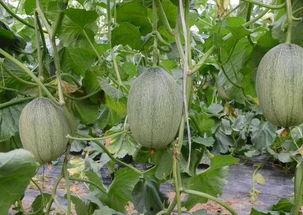 南阳方城吃瓜事件视频