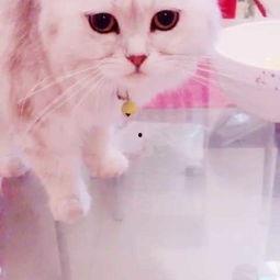 怎么给猫咪吃哈密瓜视频,视频教学，轻松喂食小技巧