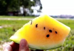 吃沙瓜的视频大全