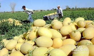 野外放羊吃哈密瓜好吗视频,一场别开生面的牧羊生活体验