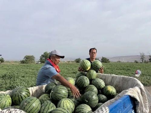 今天吃瓜视频一区,揭秘热门事件背后的真相与笑料