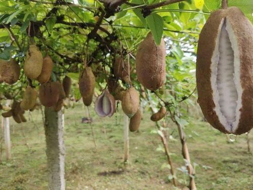 给妈妈吃八月瓜视频播放,为妈妈制作健康营养佳肴