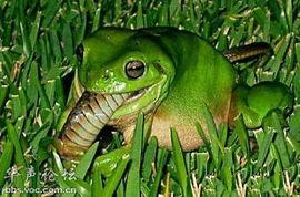 卖青蛙吃瓜的视频,萌态十足引网友热议